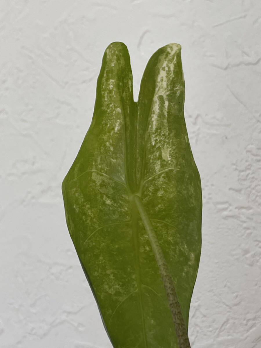 Alocasia longiloba albo V.アロカシア ロンギロバ 斑入り_画像3