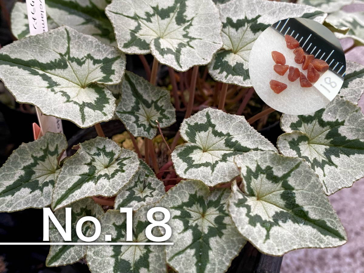 【種子】No.18 原種シクラメン C. hederifolium 'No Name' １０粒の画像1