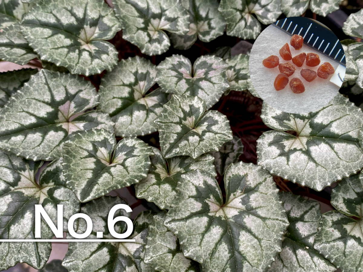 【種子】No.6 原種シクラメン C. hederifolium 'Bowles's Apollo' １０粒の画像1
