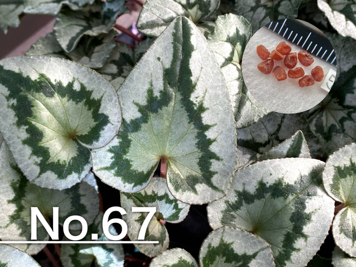 【種子】No.67 原種シクラメン C. hederifolium １０粒の画像1