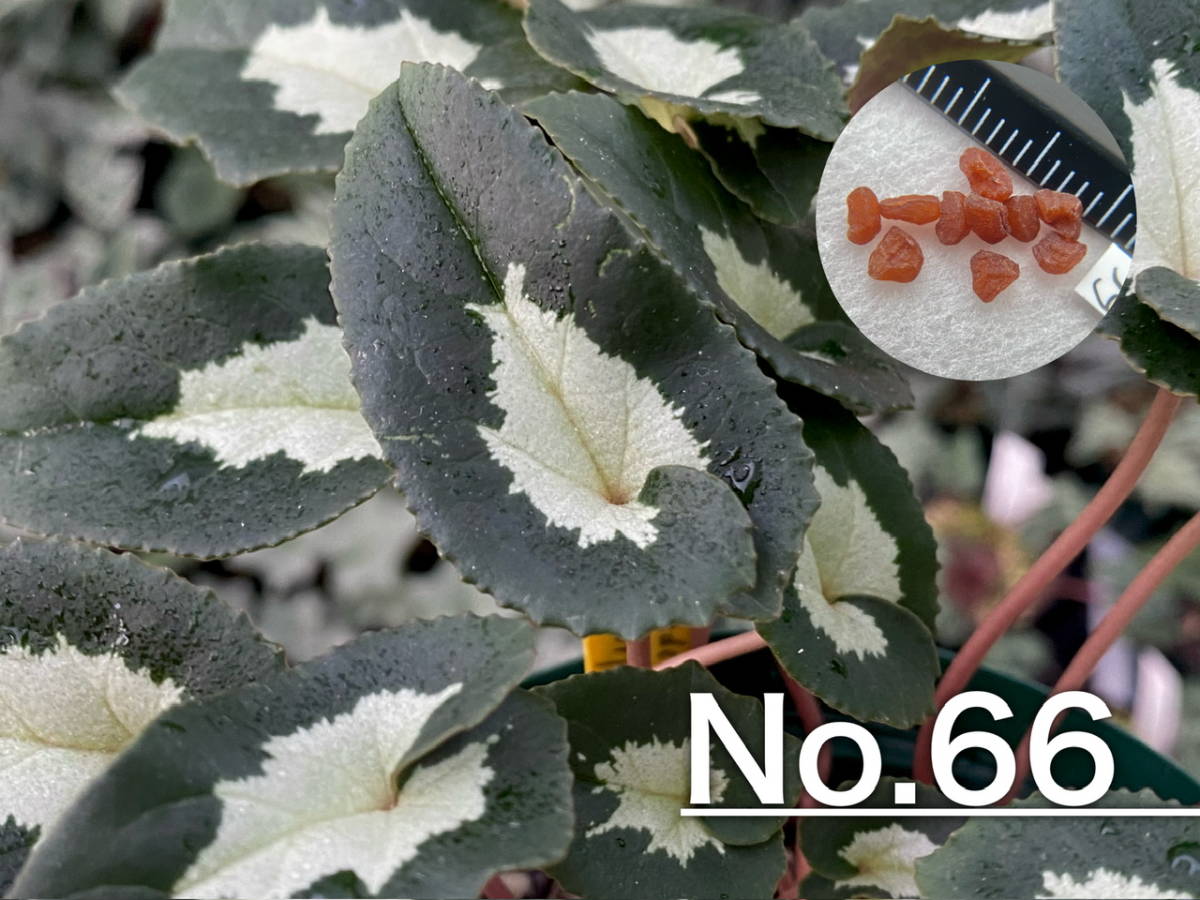 【種子】No.66 原種シクラメン C. hederifolium １０粒_画像1