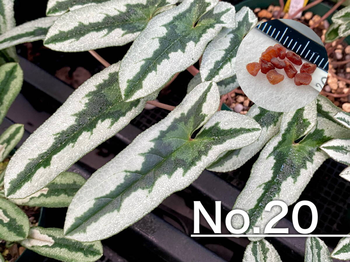 【種子】No.20 原種シクラメン C. hederifolium １０粒の画像1