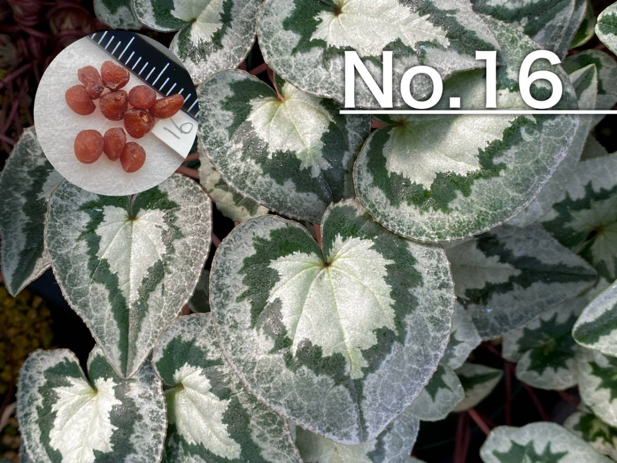 【種子】No.16 原種シクラメン C. hederifolium 'No Name' １０粒の画像1