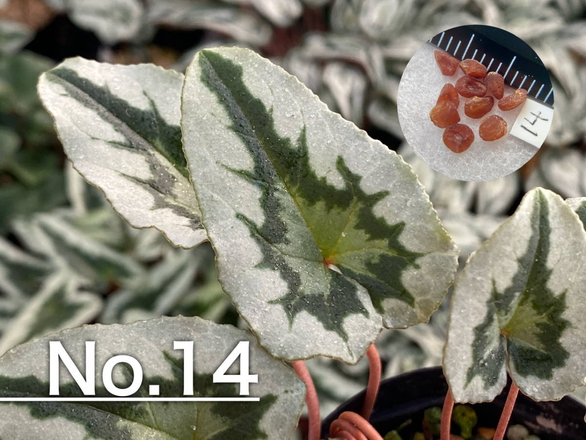 【種子】No.14 原種シクラメン C. hederifolium 'No Name' １０粒の画像1