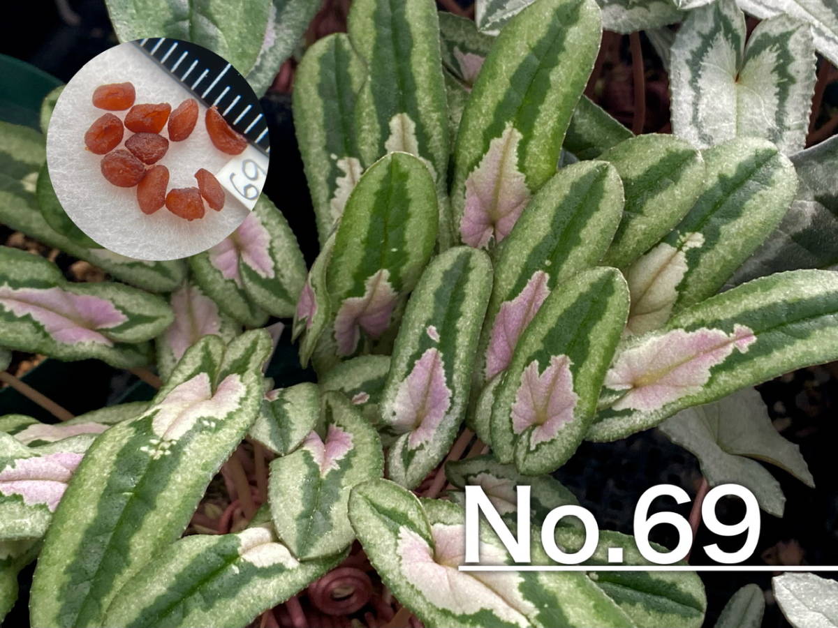 【種子】No.69 原種シクラメン C. hederifolium １０粒の画像1