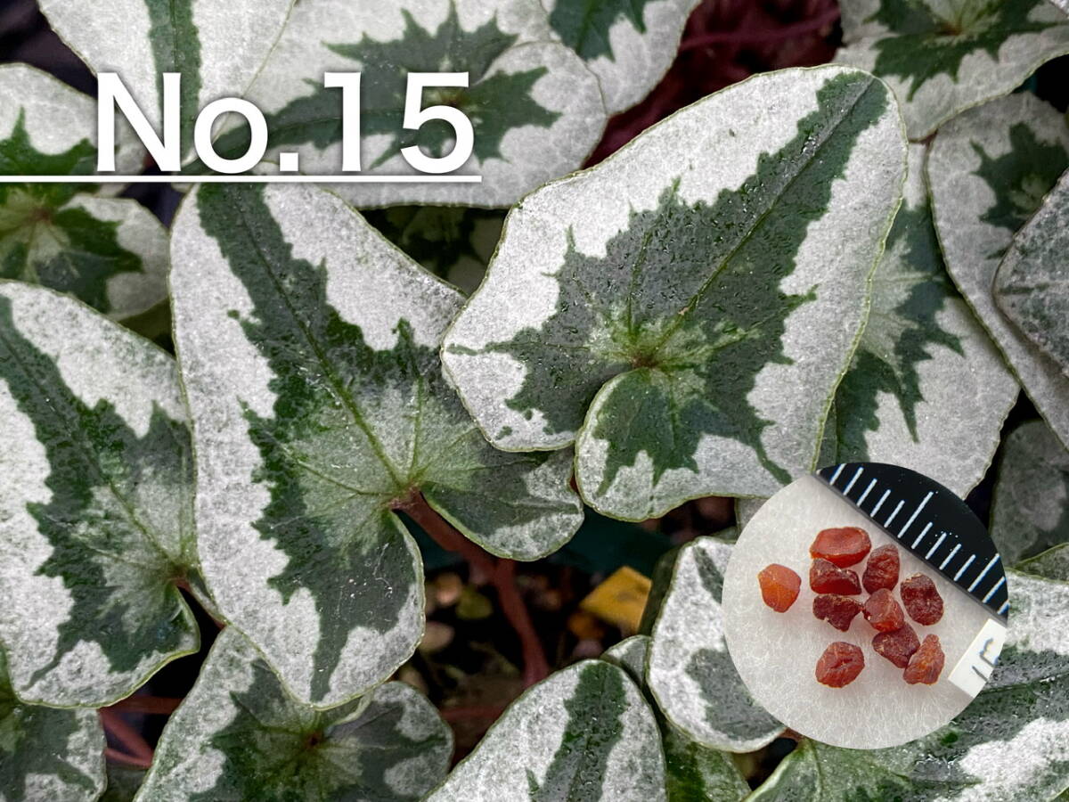 【種子】No.15 原種シクラメン C. hederifolium 'No Name' １０粒の画像1
