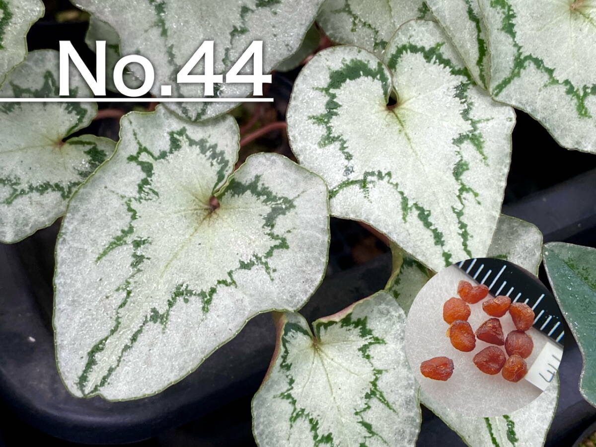 [ семена ]No.44. вид цикламен персидский C. hederifolium 10 шарик 