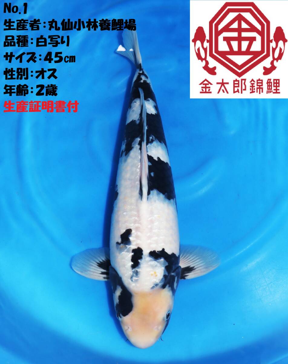 ◆革命鯉◆ №１【ヤフオク盛り上げ企画！！】 丸仙小林養鯉場産 親鯉＆観賞用に！！！