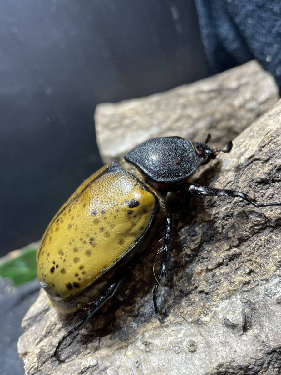 [ととファーム]N88 マヤシロカブト 成虫ペア♂97mm♀73mm CBF2 マヤシロの画像8