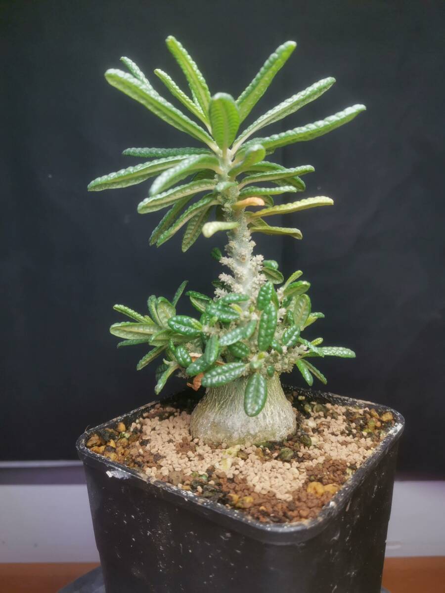  NO.5「塊根植物」ドルステニア ギガス ブラータ 美株・Dorstenia gigas f. bullataの画像1