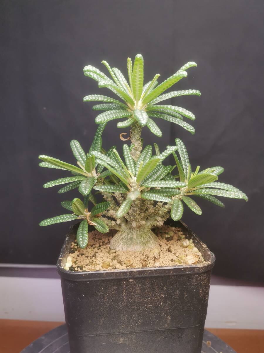  NO.5「塊根植物」ドルステニア ギガス ブラータ 美株・Dorstenia gigas f. bullataの画像3