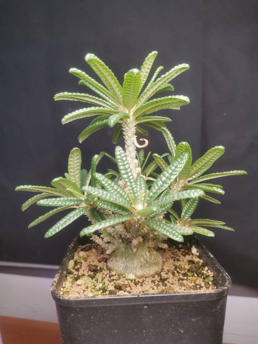  NO.5「塊根植物」ドルステニア ギガス ブラータ 美株・Dorstenia gigas f. bullataの画像1