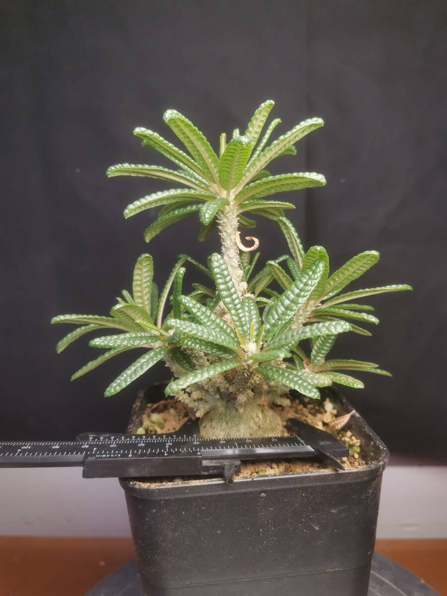  NO.5「塊根植物」ドルステニア ギガス ブラータ 美株・Dorstenia gigas f. bullataの画像2