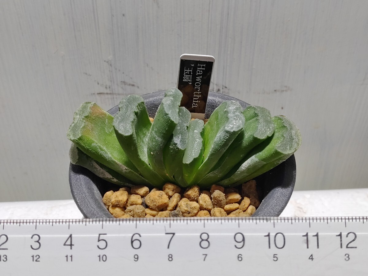 'Haworthia '玉扇'【送料無料】_画像7