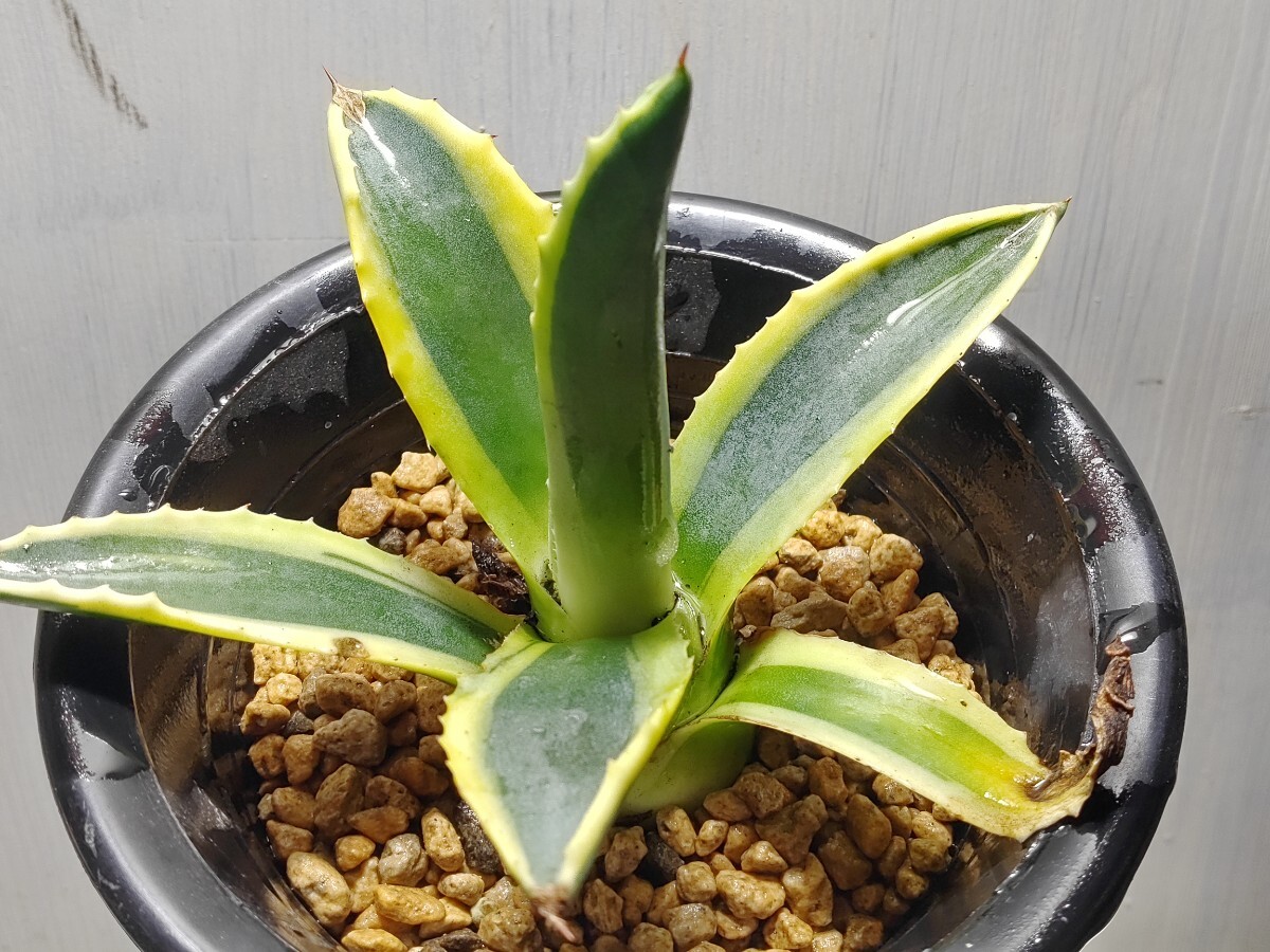 'Agave americana marginata 黄覆輪斑' 【送料無料】の画像4