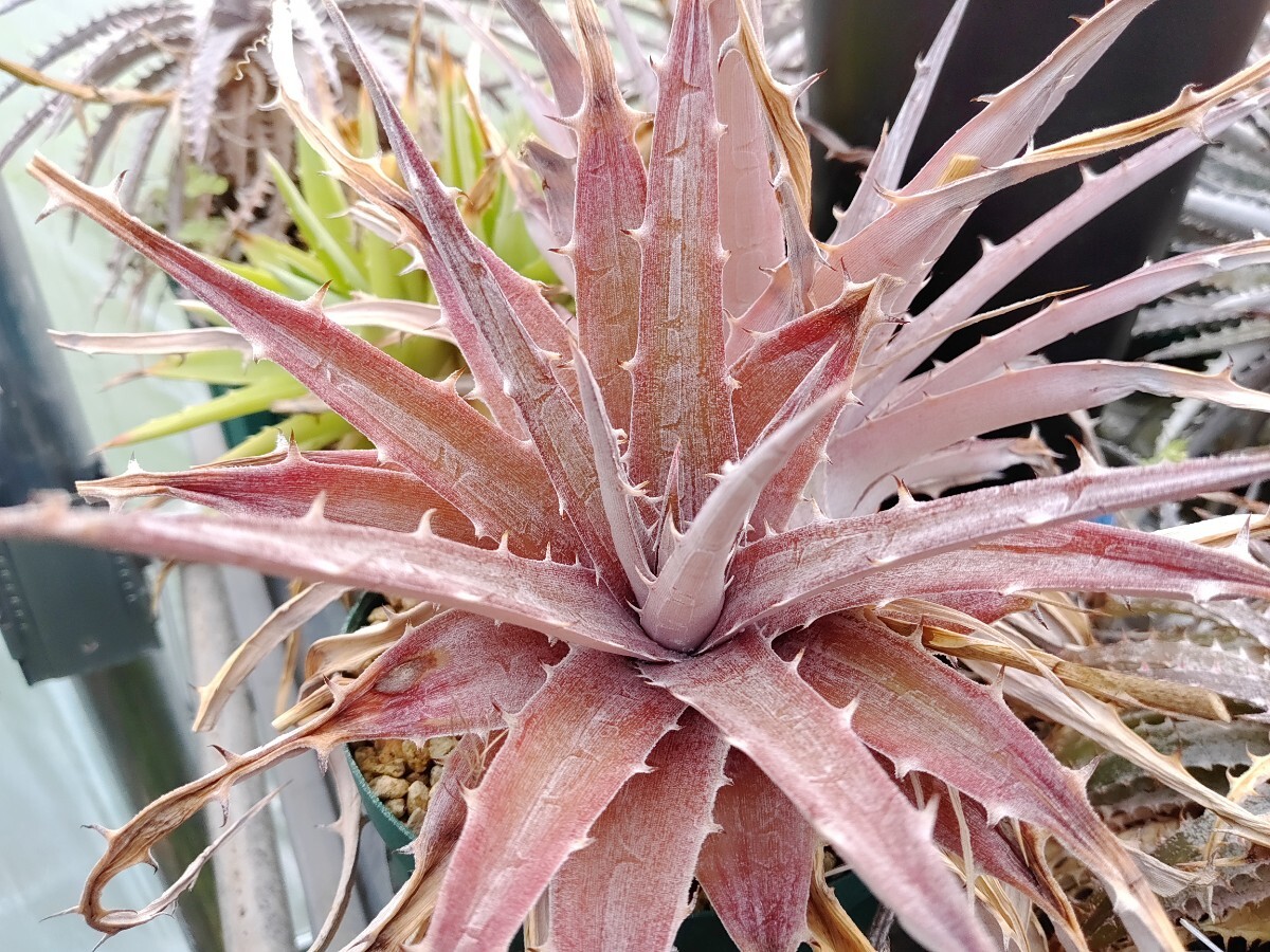 \'Dyckia \'Spider\'\'[ free shipping ]
