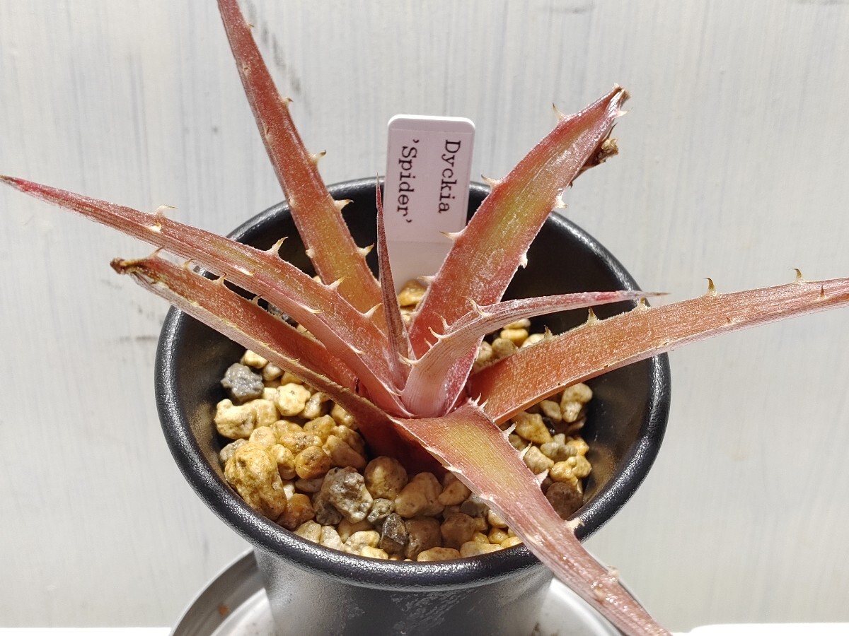 \'Dyckia \'Spider\'\'[ free shipping ]