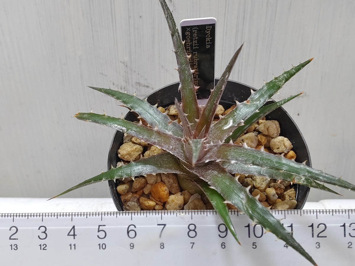  'Dyckia (retzii rubra × Arizona) × goehringii type clone'【送料無料】_画像6