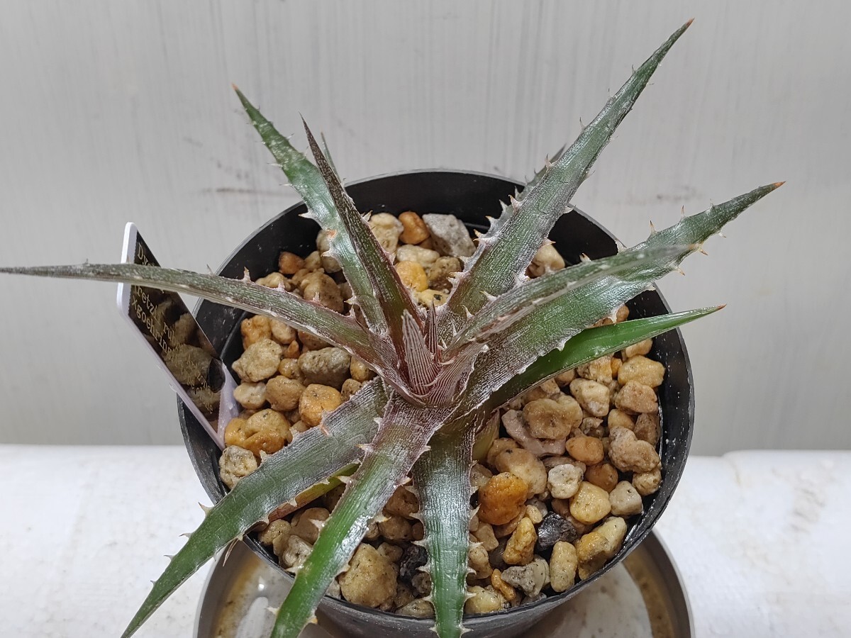  'Dyckia (retzii rubra × Arizona) × goehringii type clone'【送料無料】_画像4