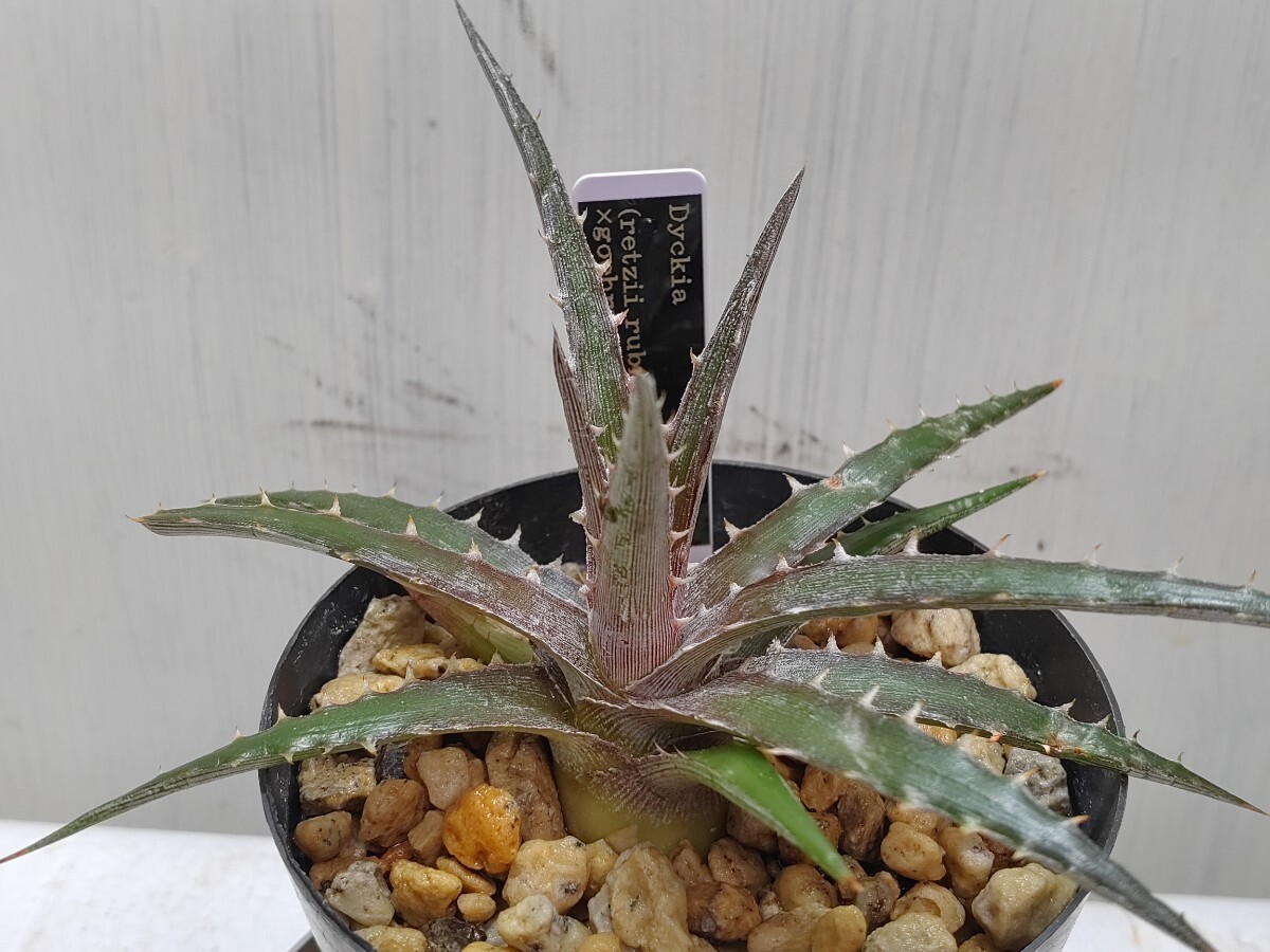  'Dyckia (retzii rubra × Arizona) × goehringii type clone'【送料無料】_画像5