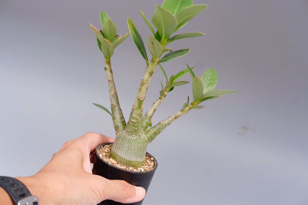 【2株セット】アデニウム アラビカム PNW　Adenium arabicum Phet na wang実生株_画像1