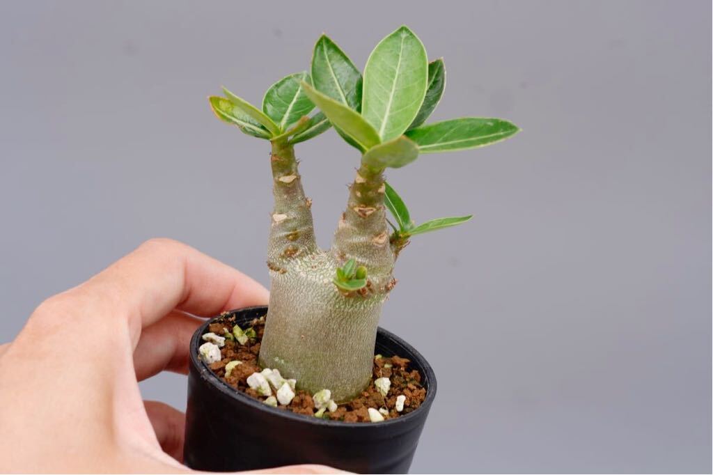 【2株セット】アデニウム アラビカム YLB Adenium arabicum Yak Lop Buri 実生株_画像2