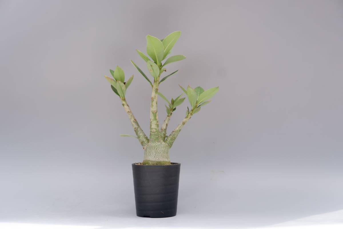 【2株セット】アデニウム アラビカム PNW　Adenium arabicum Phet na wang実生株_画像8