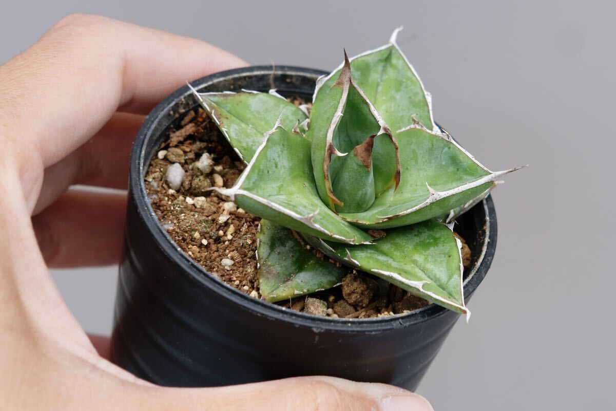 【2株セット】アガベ オテロイ実生株① Agave oteroiの画像3