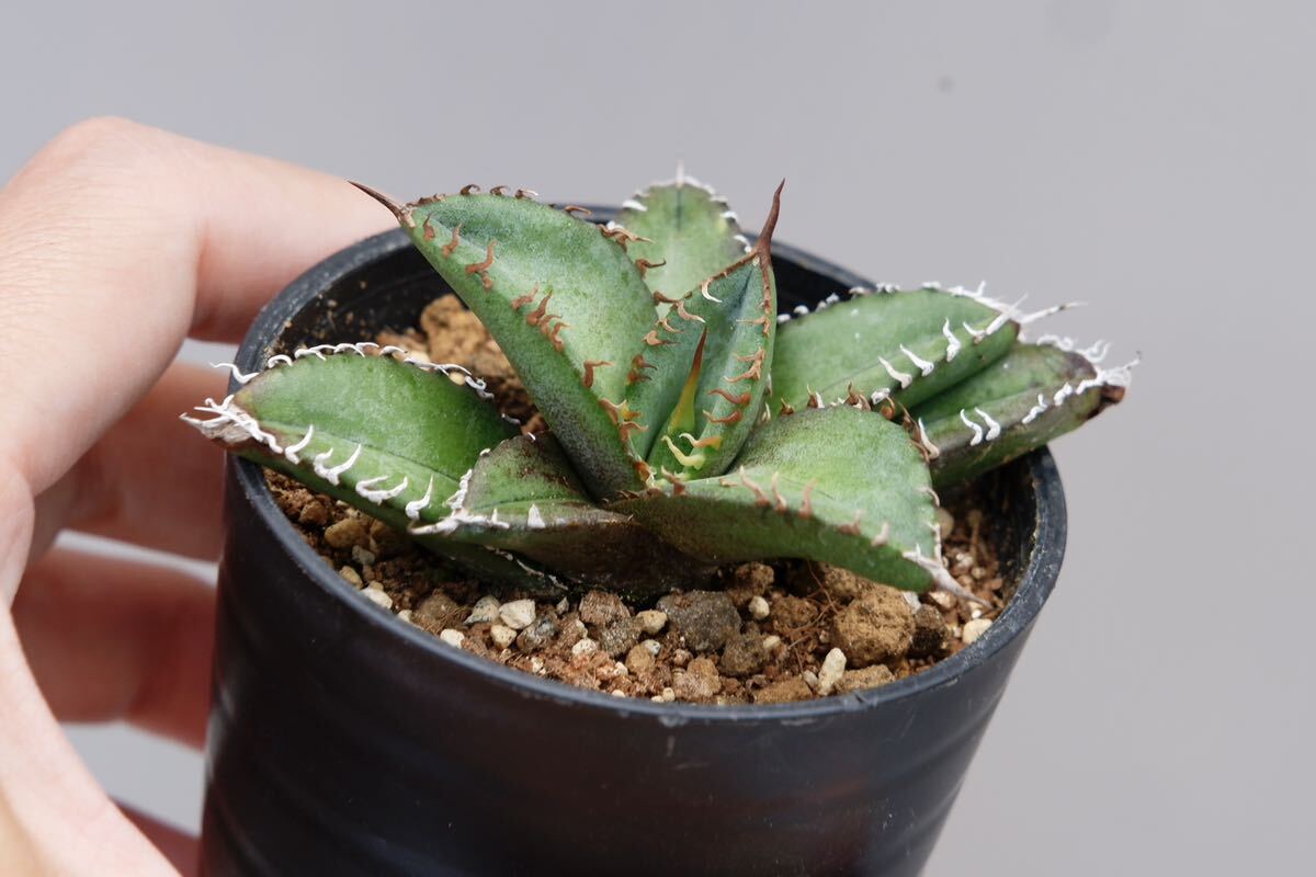 【2株セット】アガベ オテロイ実生株② Agave oteroiの画像3