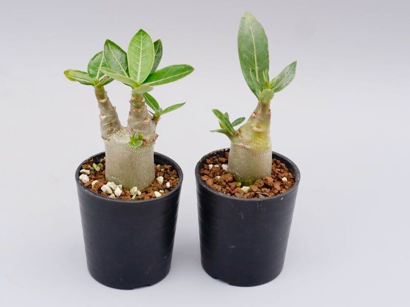 【2株セット】アデニウム アラビカム YLB Adenium arabicum Yak Lop Buri 実生株_画像5