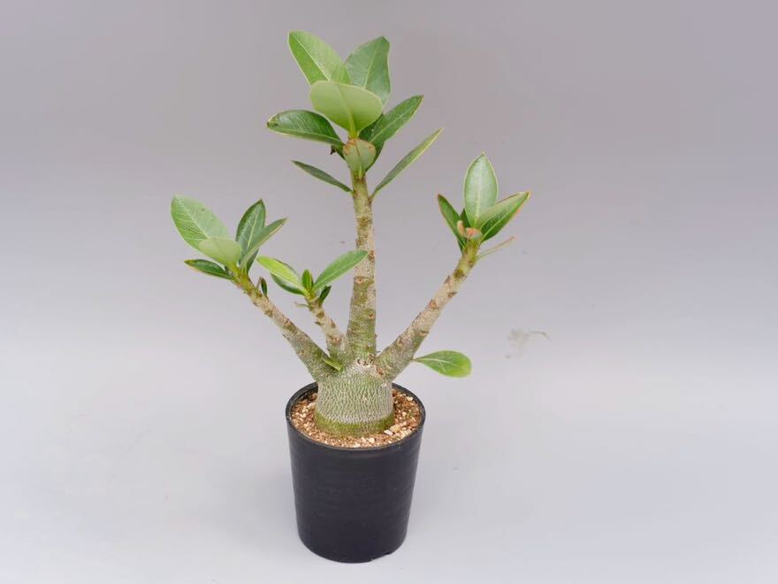 【2株セット】アデニウム アラビカム PNW　Adenium arabicum Phet na wang実生株_画像5