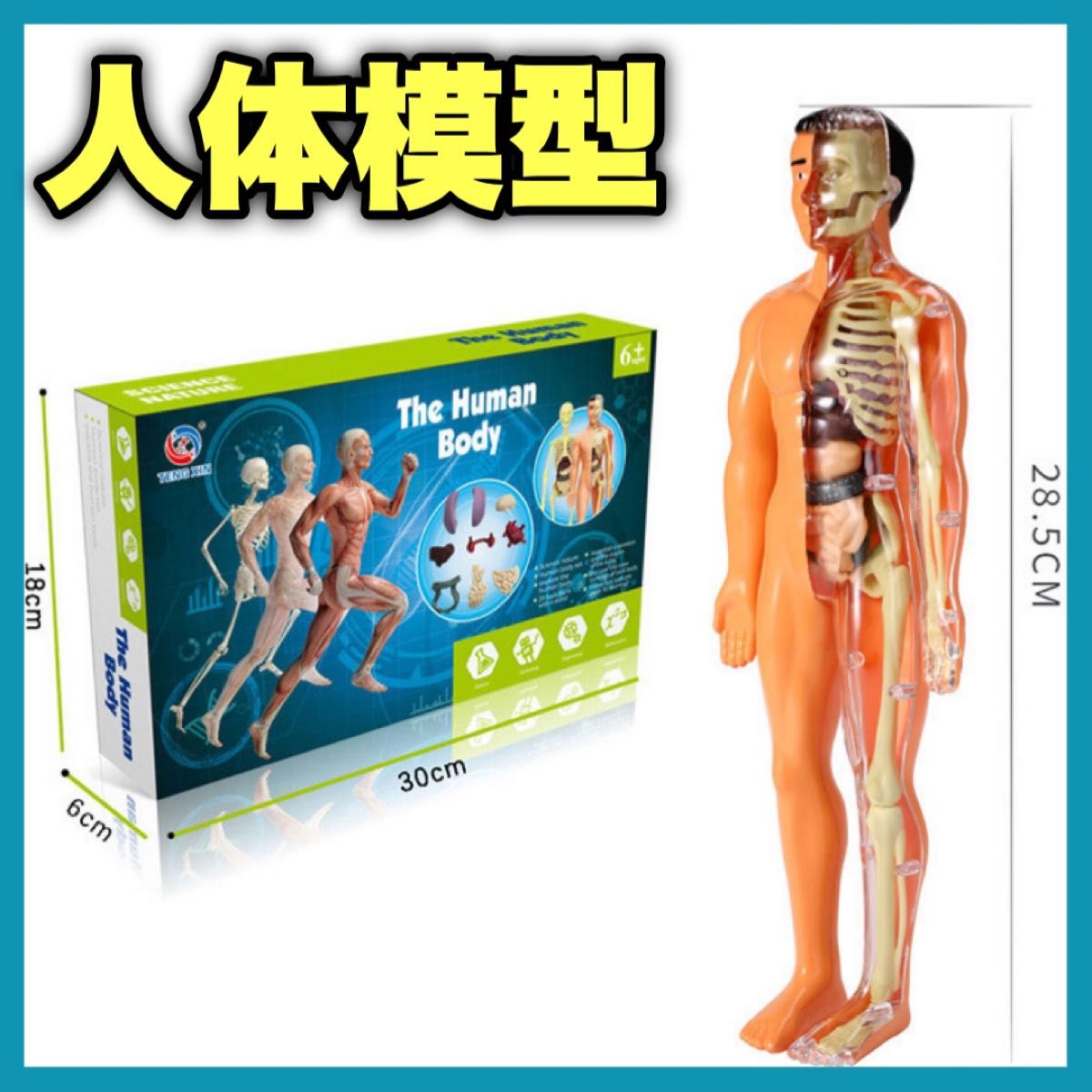 人体模型 知育玩具 パズル おもちゃ 解剖 STEAM 教育 夏休み 自由研究 プレゼント 教材 骨格