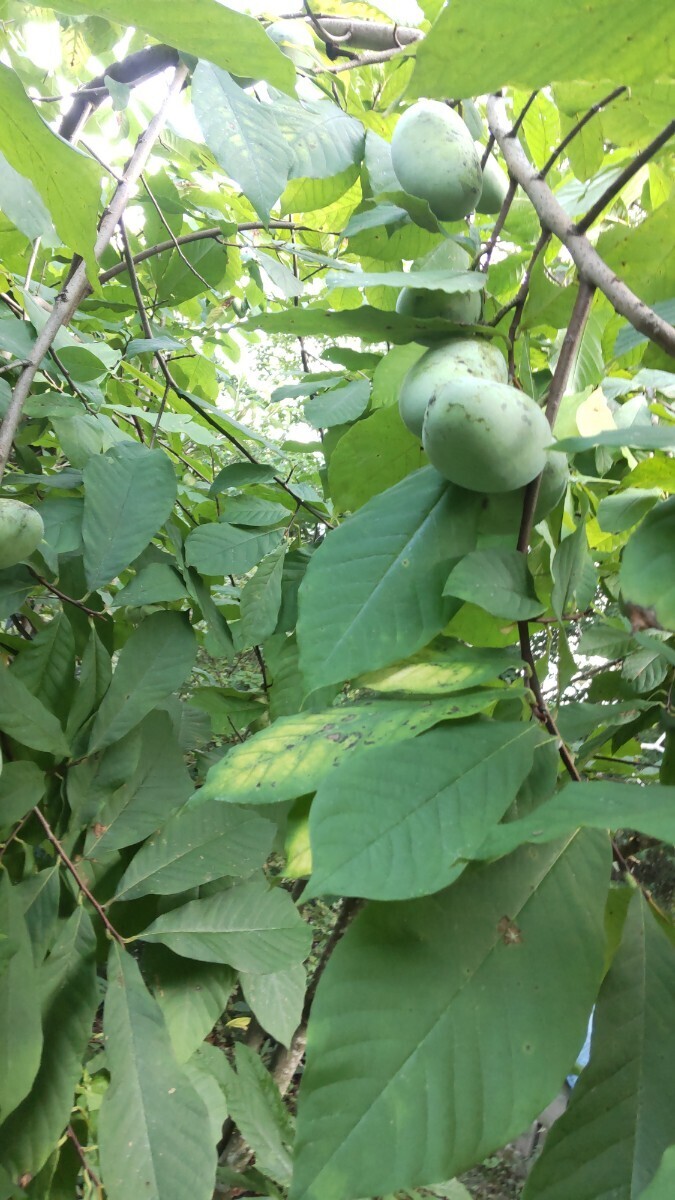 幻の珍果物♪ポポー6苗♪森のアイスクリーム♪耐寒耐暑♪全国で農薬不使用栽培可能♪マンゴー♪プリン♪ カスタードクリーム♪の画像4