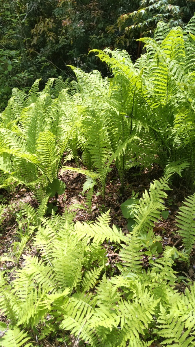 天然自然春の山菜 ♪コゴミ10苗♪天ぷら ♪おひたし ♪サラダ ♪こごみ♪観葉植物にもどうぞ♪無農薬栽培♪_画像3