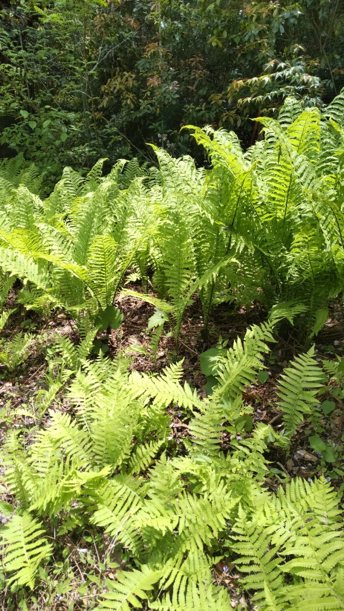 天然自然春の山菜 ♪コゴミ10苗♪天ぷら ♪おひたし ♪サラダ ♪こごみ♪観葉植物にもどうぞ♪無農薬栽培♪