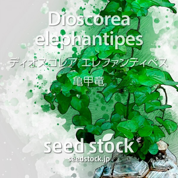 ディオスコレアの種子 亀甲竜 Dioscorea elephantipes 20個の画像1