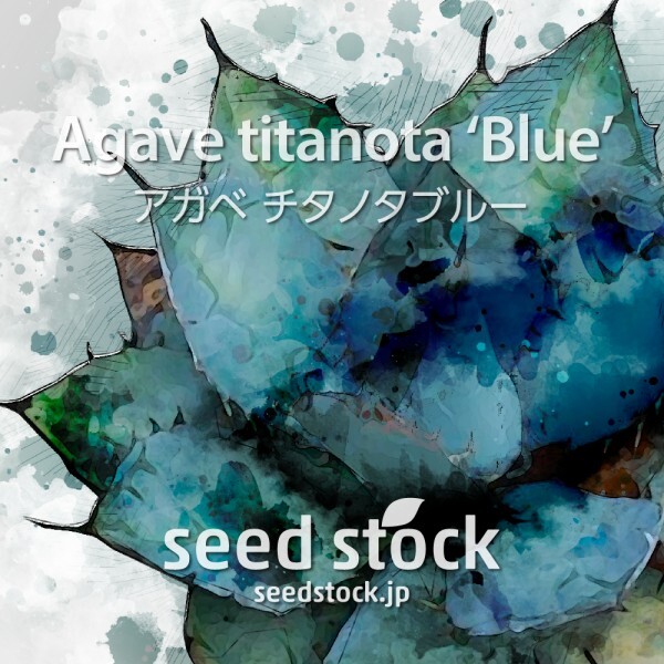 アガベの種 チタノタブルー titanota 'Blue' 20個 ★送料80円の画像1