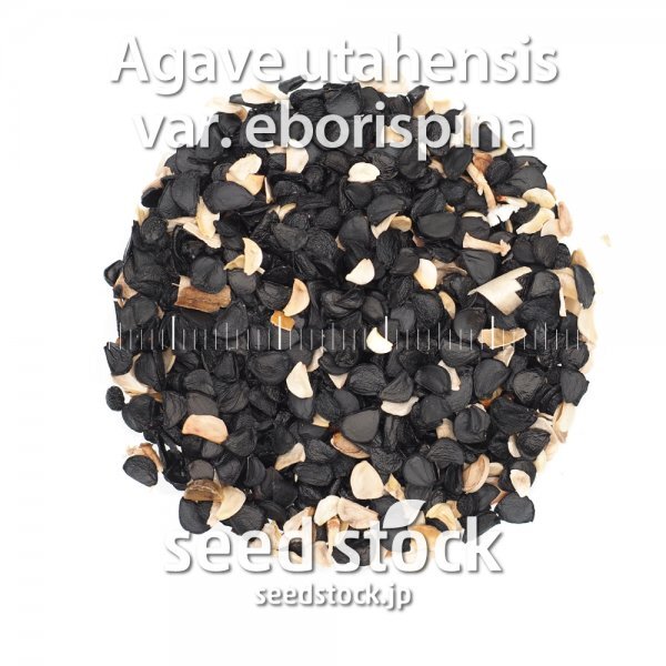 アガベの種 エボリスピナ Agave utahensis var. eborispina 50粒 ★送料0円_画像2