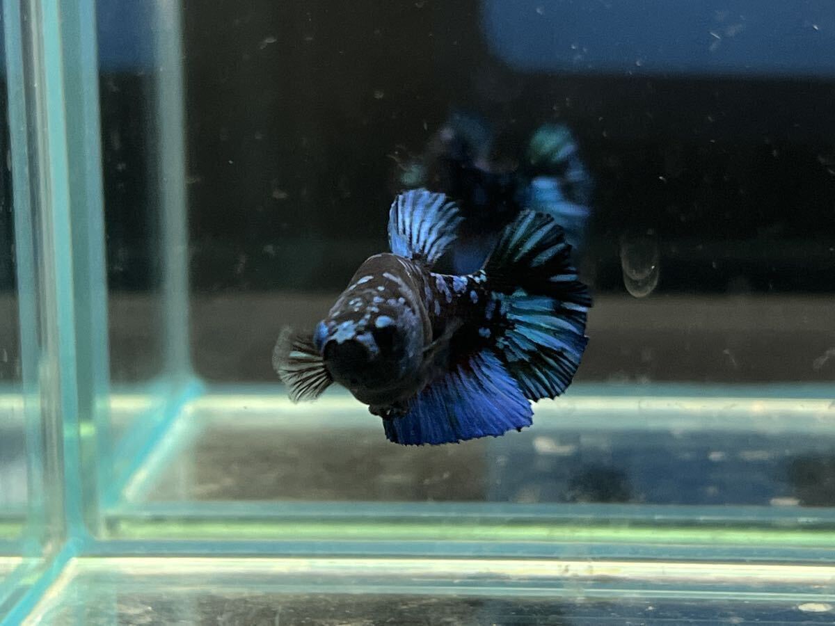 ** betta 397 black blue avatar Galaxy 4.5cm female egg ..*. put on guarantee *