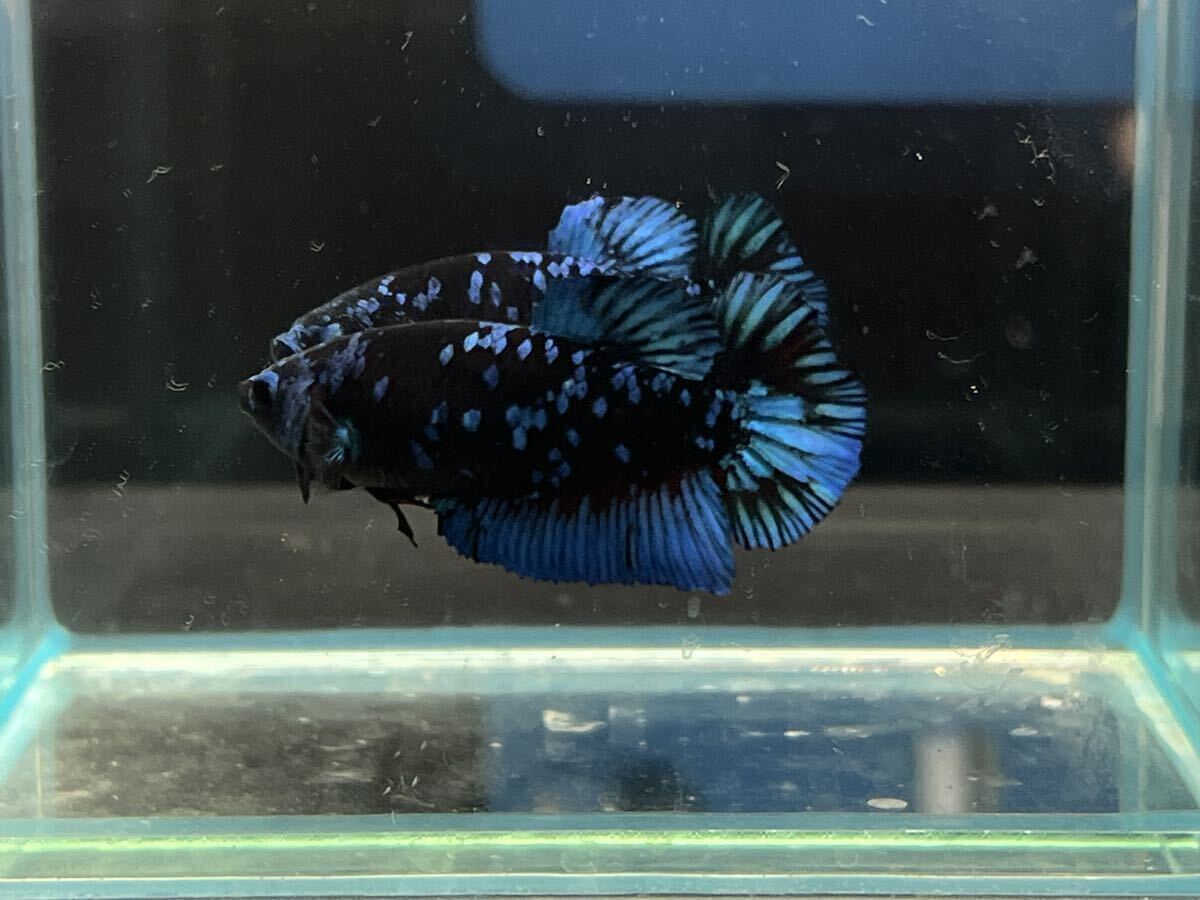 ** betta 397 black blue avatar Galaxy 4.5cm female egg ..*. put on guarantee *