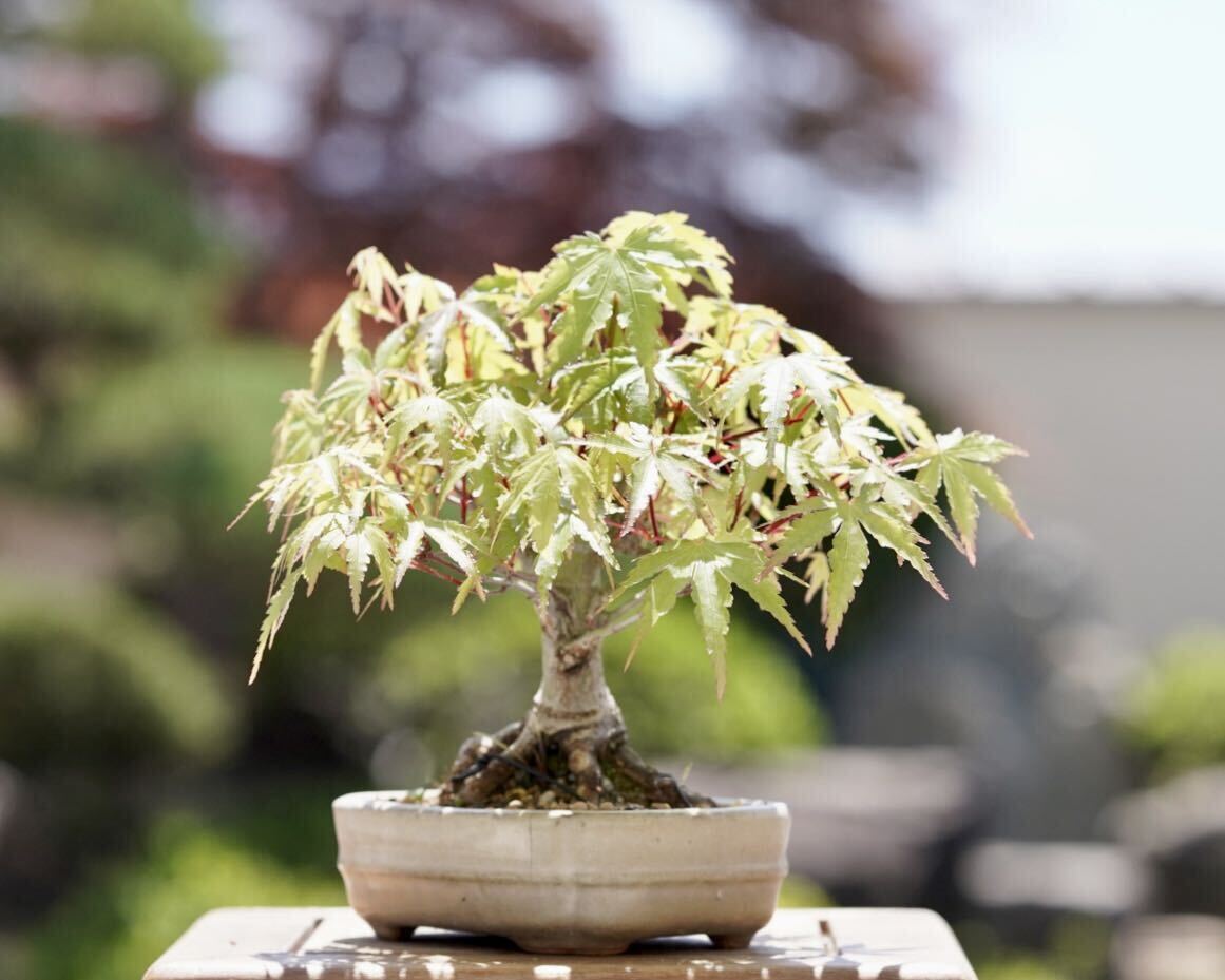 [. bonsai ] mountain . leaf shohin bonsai 