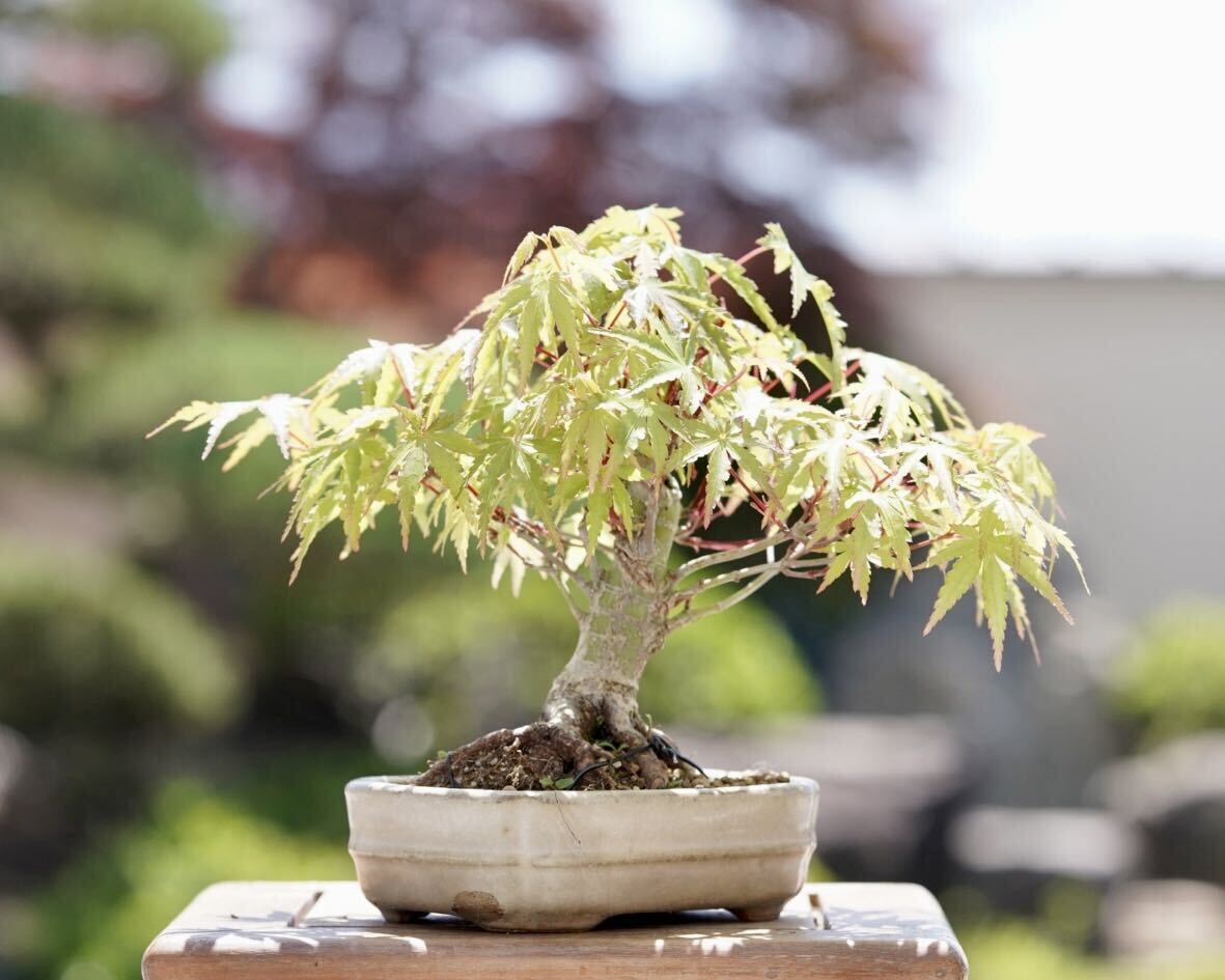 [. bonsai ] mountain . leaf shohin bonsai 