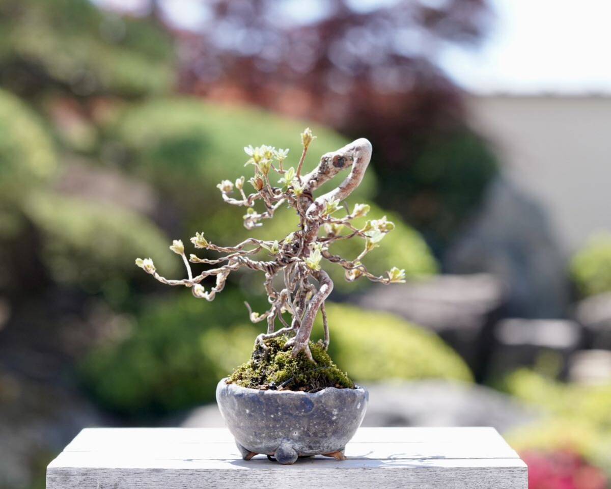 [. бонсай ] Rhododendron indicum shohin bonsai ②