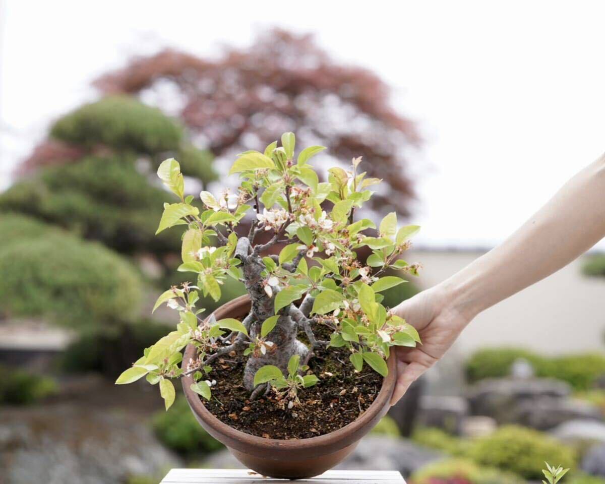 [. бонсай ]. прекрасный . shohin bonsai 