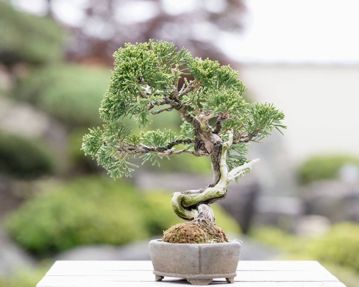 [. бонсай ] нить рыба река подлинный Kashiwa shohin bonsai ①