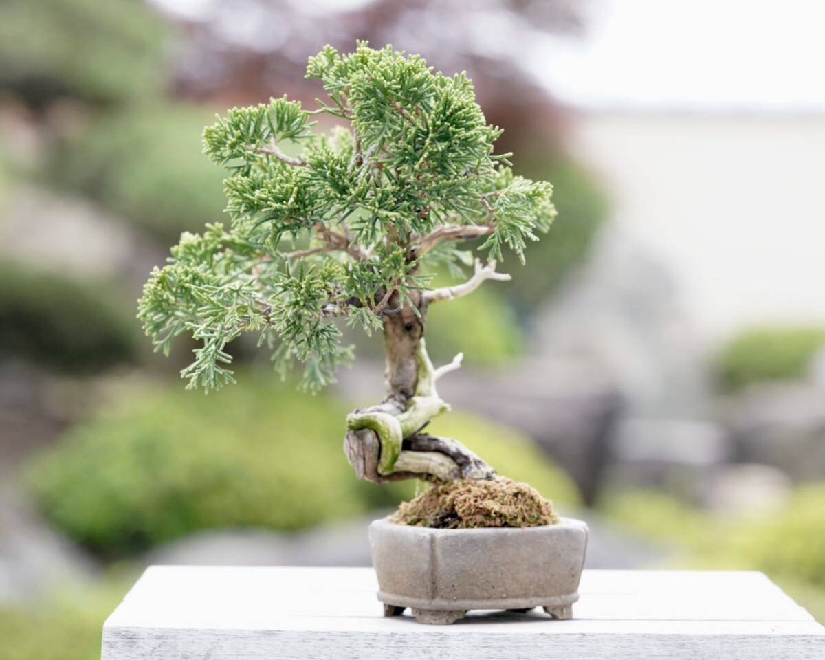 [. бонсай ] нить рыба река подлинный Kashiwa shohin bonsai ①