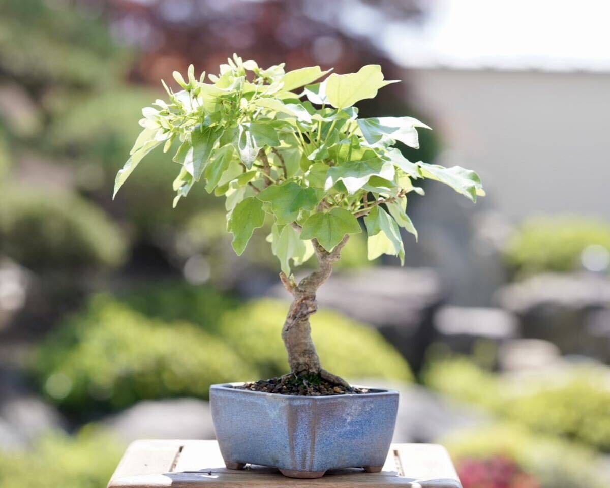 [. бонсай ]. sama клен shohin bonsai 