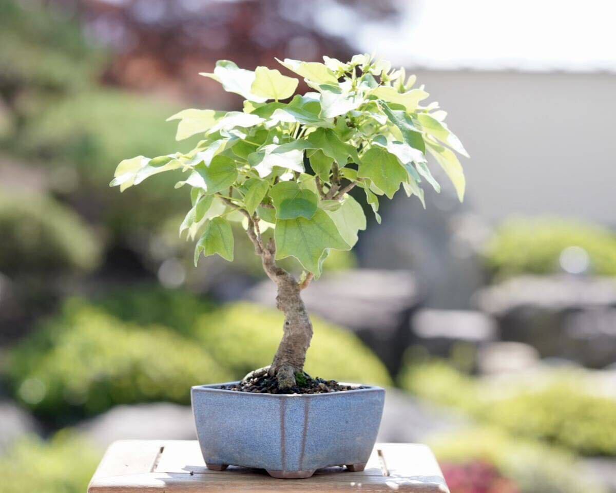 [. бонсай ]. sama клен shohin bonsai 