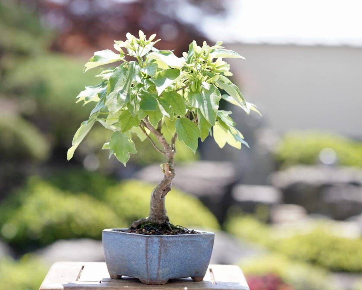 [. бонсай ]. sama клен shohin bonsai 