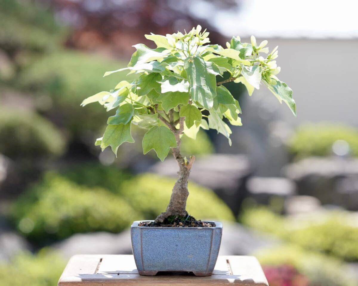 [. бонсай ]. sama клен shohin bonsai 